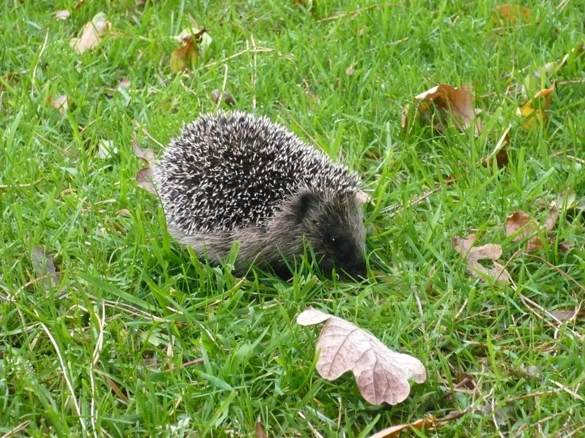 B&B De Zulthe Roden Kültér fotó